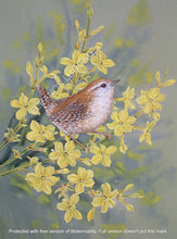 Load image into Gallery viewer, Wren on winter Jasmine framed print
