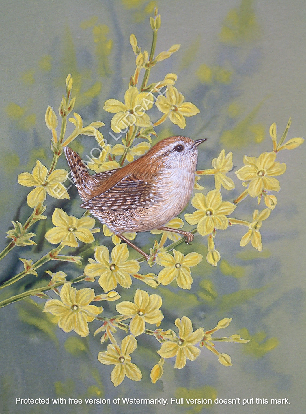 Wren on winter Jasmine framed print