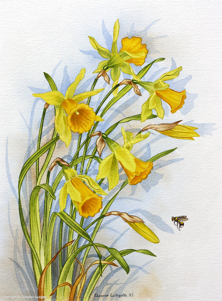 Daffodils & Bee Framed print
