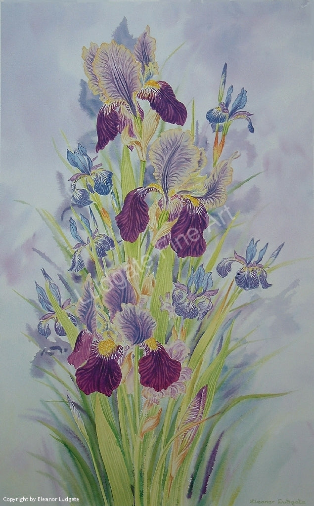 Iris signed print
