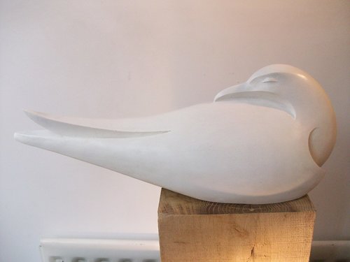 Sleeping Tern by Paul Harvey